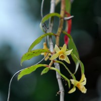 <i>Dendrobium macrostachyum</i>  Lindl.